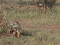 Kenya Safari Tsavo Est et Ouest 037